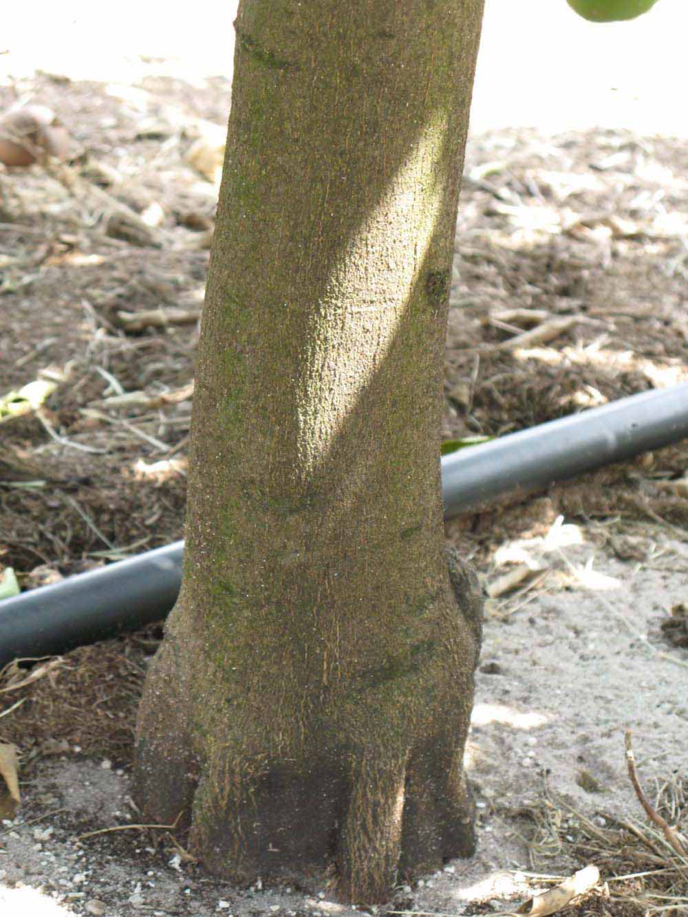            Bark (Winter Haven, FL)      